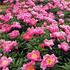 Alicia Kunkel peony photo