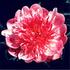 Heidi peony photo