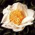Louise Marx peony photo