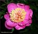 Mandarin's Coat peony photo