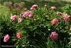 Mandarin's Coat peony photo