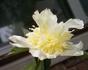 Goldilocks peony photo