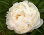 Bowl of Cream peony photo