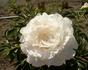 Mother's Choice peony photo