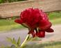 Red Grace peony photo
