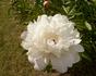 W. L. Gumm peony photo