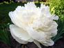 Dr. F.G. Brethour peony photo