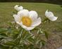 Campagna peony photo
