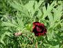 Delavayi peony photo