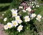 Louise Marx peony photo