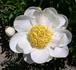 Louise Marx peony photo