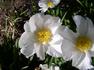 Walter Marx peony photo