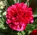 <i>P. officinalis</i> 'Rubra Plena' peony photo