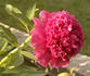 Angelo Cobb Freeborn peony photo