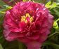 Banquet peony photo