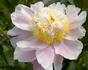 Pink Lemonade peony photo