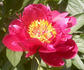 Crusader peony photo
