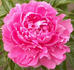 Cytherea peony photo