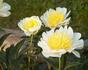 Faribo Gold peony photo