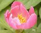 Friendship peony photo