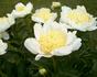 Gold Standard peony photo