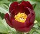 Illini Warrior peony photo