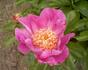 Largo peony photo