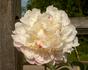 Norma Volz peony photo