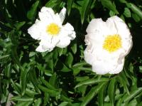 Krinkled White peony photo