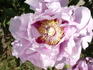 Ambrose Congreve peony photo