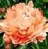 Taki No Yosooi peony photo