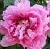 Shintoen peony photo