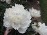 Ethel Mars peony photo