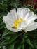 White Wings peony photo