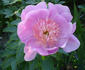Fancy Nancy peony photo