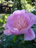 Fancy Nancy peony photo