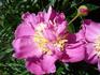 Largo peony photo