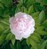 Edwin C. Shaw peony photo