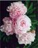 James R. Mann peony photo