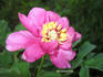 <i>P. mascula</i> subsp. <i>mascula</i> Stearn peony photo