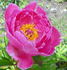 Lavender peony photo