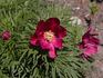 Little Red Gem peony photo