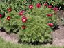 Little Red Gem peony photo