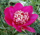 Barrington Belle peony photo