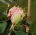 Comtesse de Tuder peony photo