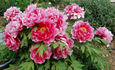 Shintoen peony photo