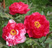 Shimanishiki peony photo
