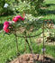 Shimanishiki peony photo
