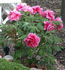 Shintoen peony photo