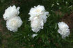 Vogue peony photo